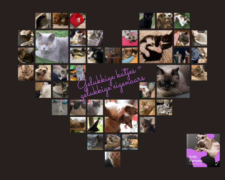 Je kan bij ons terecht voor Kattenoppas aan huis - Vachtvriendelijk Trimmen - Voedings-en gedragsadvies - Catpartys@home