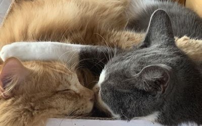 Twee katten liggen heel dicht bij elkaar te slapen.  Pootjes in elkaar verstrengeld.