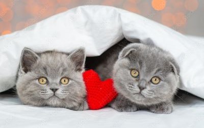 Twee kittens samen onder een dekentje