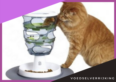 Rosse kat probeert voeding te vissen uit een voedseltoren als voedselverrijking.