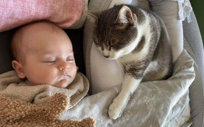 Een kat en baby slapen samen in de wieg
